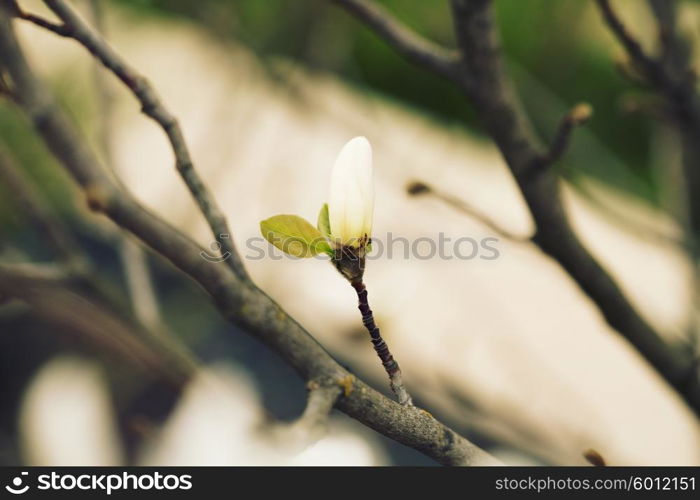 white magnolia blossoms floral natural background.