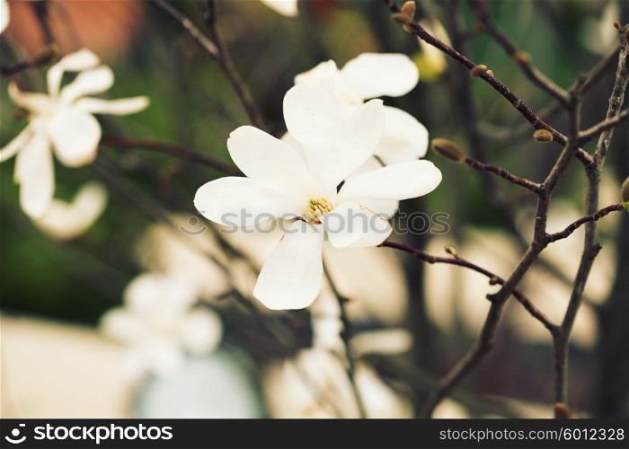 white magnolia blossoms floral natural background.