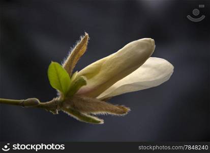 White magnolia flower on a tree branch