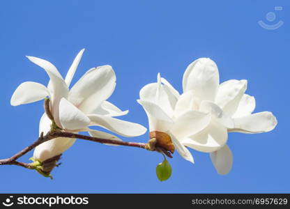 White magnolia flowers . White magnolia flowers against the sky blue