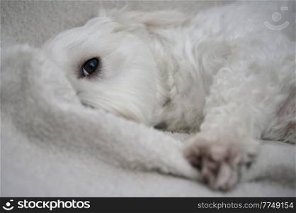 White Maltese Dog Bichon lay down on Sofa