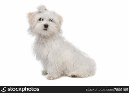 white maltese dog. Maltese dog in front of a white background