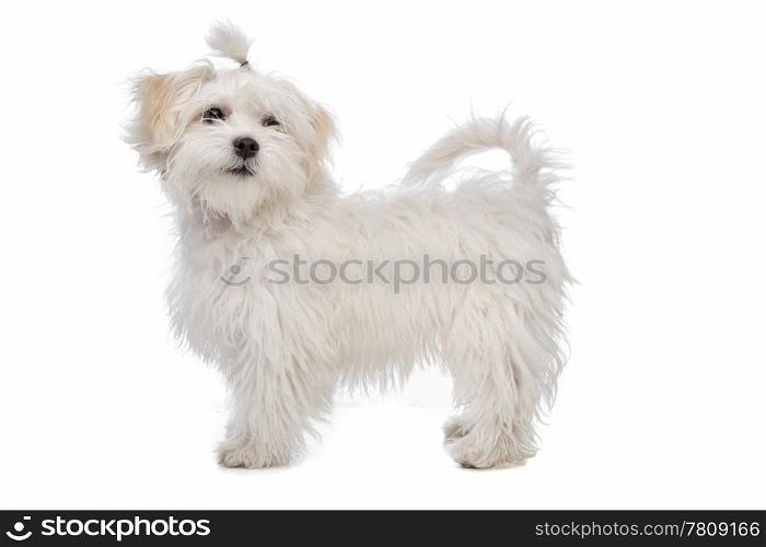 white maltese dog. Maltese dog in front of a white background