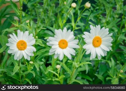 White marguerites on a row in the summer