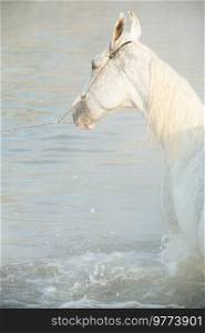 white Marwari  horse swimming in river at early morning in frog . india. close up
