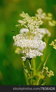 White meadowsweet flower on a background of green grass