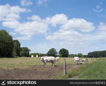 white meat cows stand in belgian countryside near wuustwezel north of antwerp in belgium