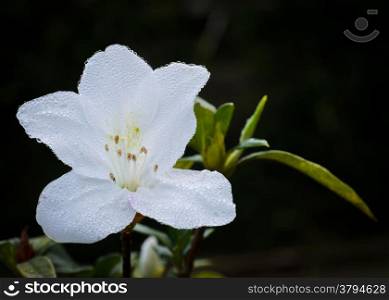 White Melastomataceae in bloom