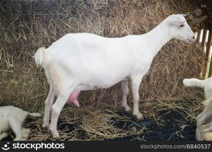 White Milk Goat Show In Farm Festival, stock photo