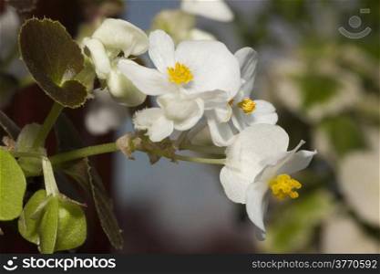 White Mini Begonia on the terrace garden