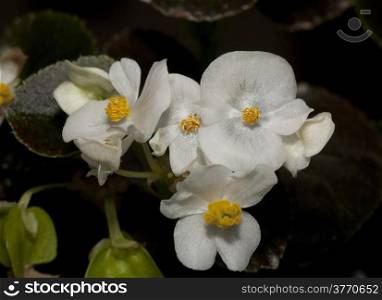 White Mini Begonia on the terrace garden