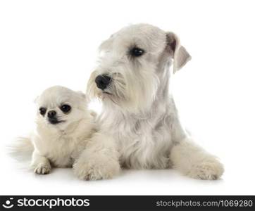 white miniature schnauzer and chihuahua in front of white background