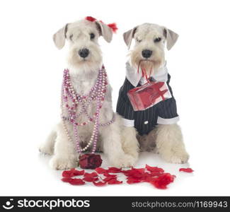 white miniature schnauzer in front of white background