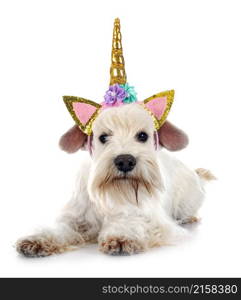 white miniature schnauzer in front of white background