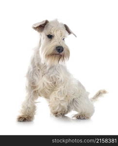 white miniature schnauzer in front of white background