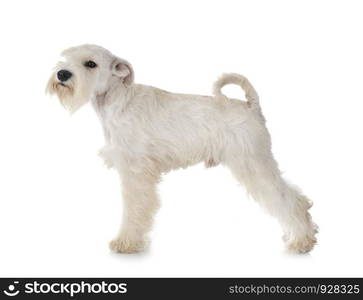 white miniature schnauzer in front of white background