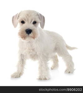 white miniature schnauzer in front of white background