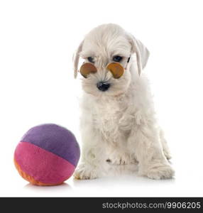 white miniature schnauzer in front of white background