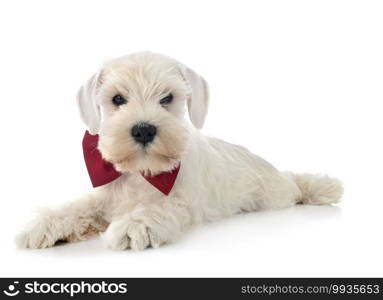 white miniature schnauzer in front of white background