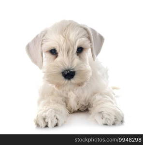 white miniature schnauzer in front of white background