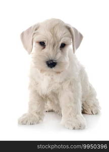 white miniature schnauzer in front of white background