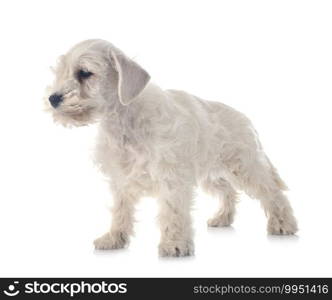 white miniature schnauzer in front of white background