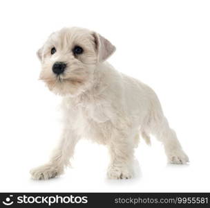 white miniature schnauzer in front of white background