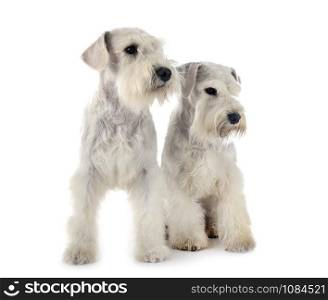 white miniature schnauzers in front of white background