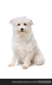white Mixed breed dog. white Mixed breed dog in front of a white background
