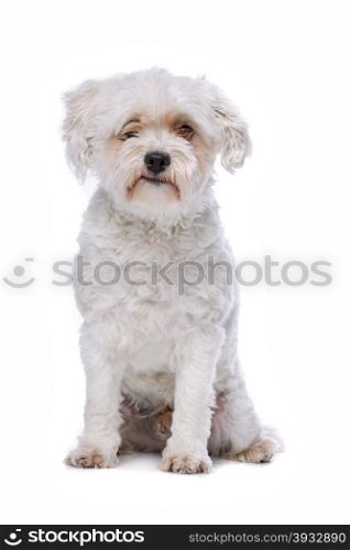 white mixed breed dog. white mixed breed dog sitting in front of a white background