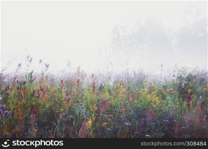 White morning mist over blooming wildflowers in a meadow. Vintage soft filter, selective focus.. Misty Morning In The Meadow