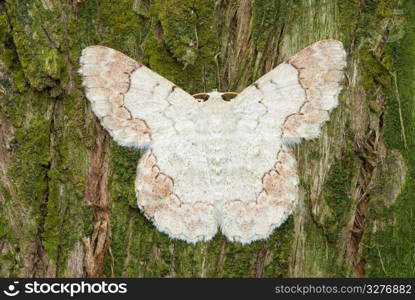 White moth on pine tree background, tropical species, Asian.