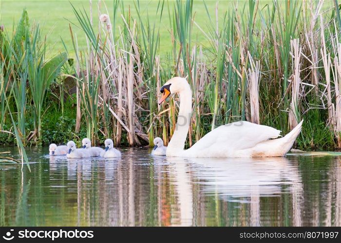 White mother mute swan swimming with newborn chicks