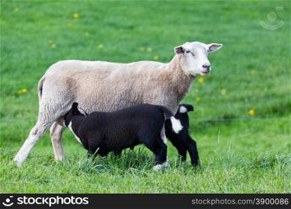 White mother sheep with two drinking black lambs in green meadow