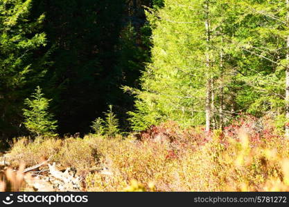 White Mountain National Forest, New Hampshire, USA.