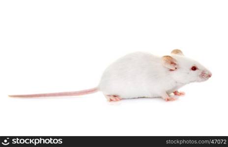 white mouse in front of white background