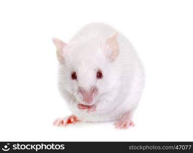 white mouse in front of white background