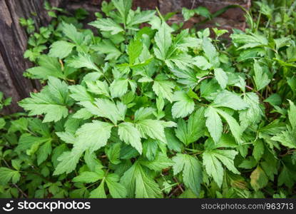 White mugwort leaves green for herb vegetable food nature in the garden / Artemisia lactiflora