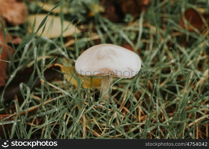 White mushroom in the forest with grass around