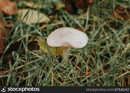 White mushroom in the forest with grass around