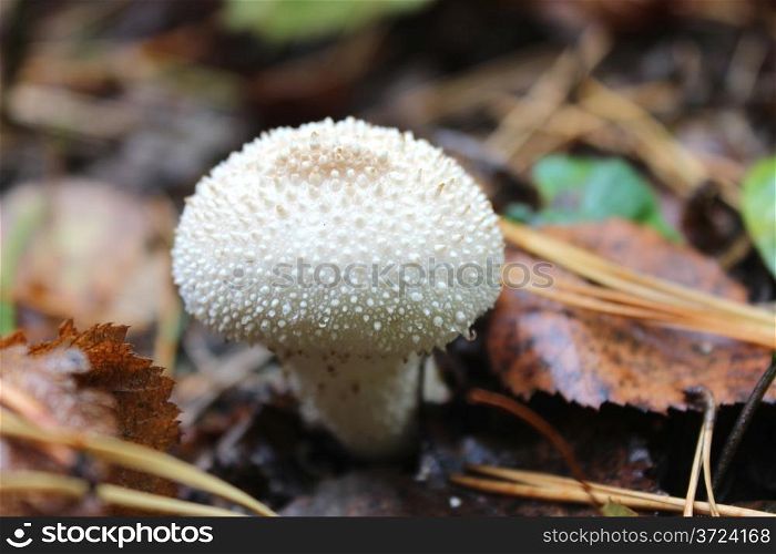 white mushroom of Lycoperdon in the forest