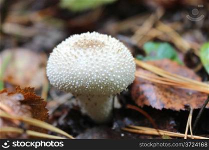 white mushroom of Lycoperdon in the forest