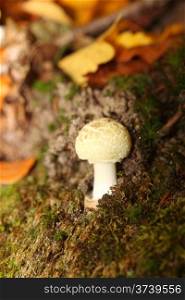 White mushroom on forest outdoor nature autumn