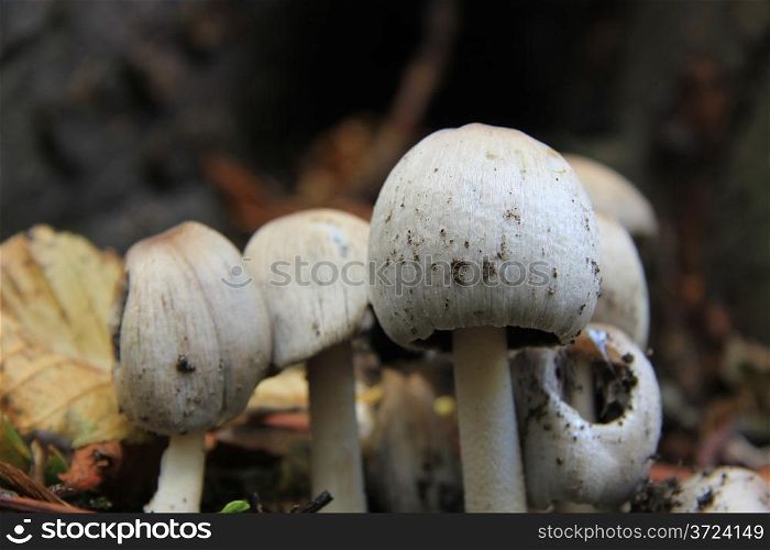 White mushrooms and autumn leaves in a fall forest