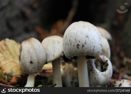 White mushrooms and autumn leaves in a fall forest