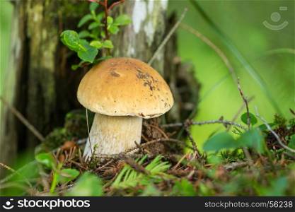 White mushrooms grow in the Carpathian Mountains