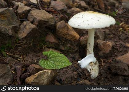 White Mushrooms in the forest. Rainforest scenes. Edible White Mushrooms. Ecotourism activities. Mushroom picking.. White Mushrooms.