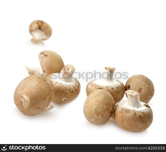 White Mushrooms On White Background ,Close Up