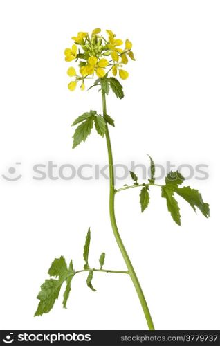White mustard plant on white background