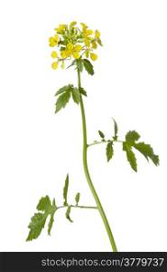 White mustard plant on white background